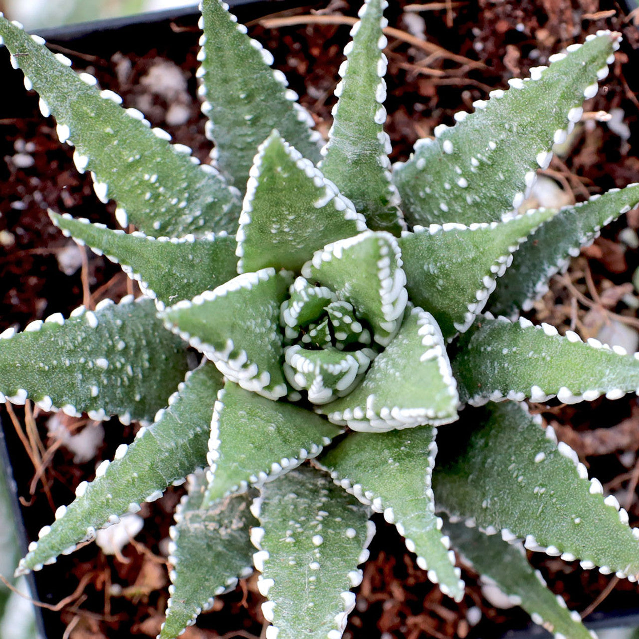types of zebra cactus Haworthia 'Big Band Zebra Plant'