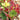Sempervivum heuffelii 'Orange Tip' [exclusive]