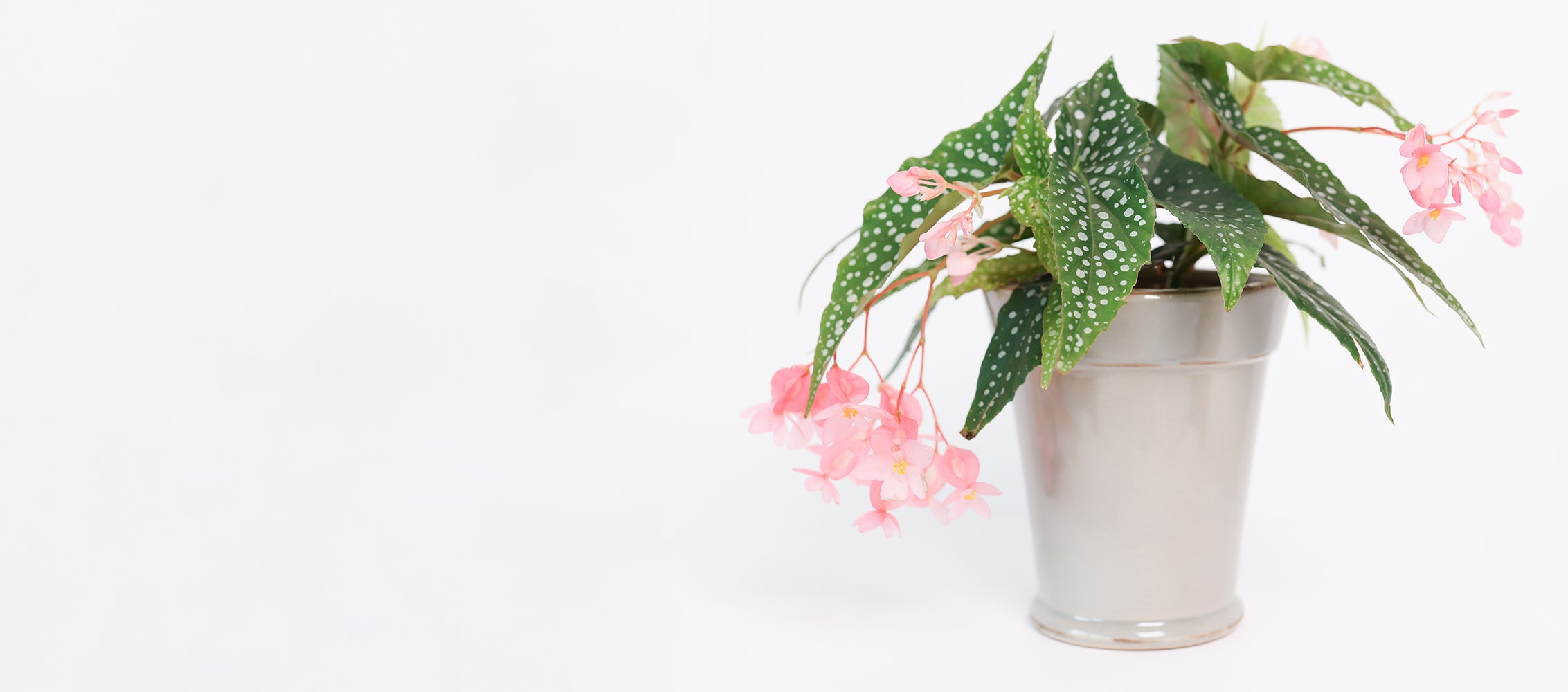 leafandclay