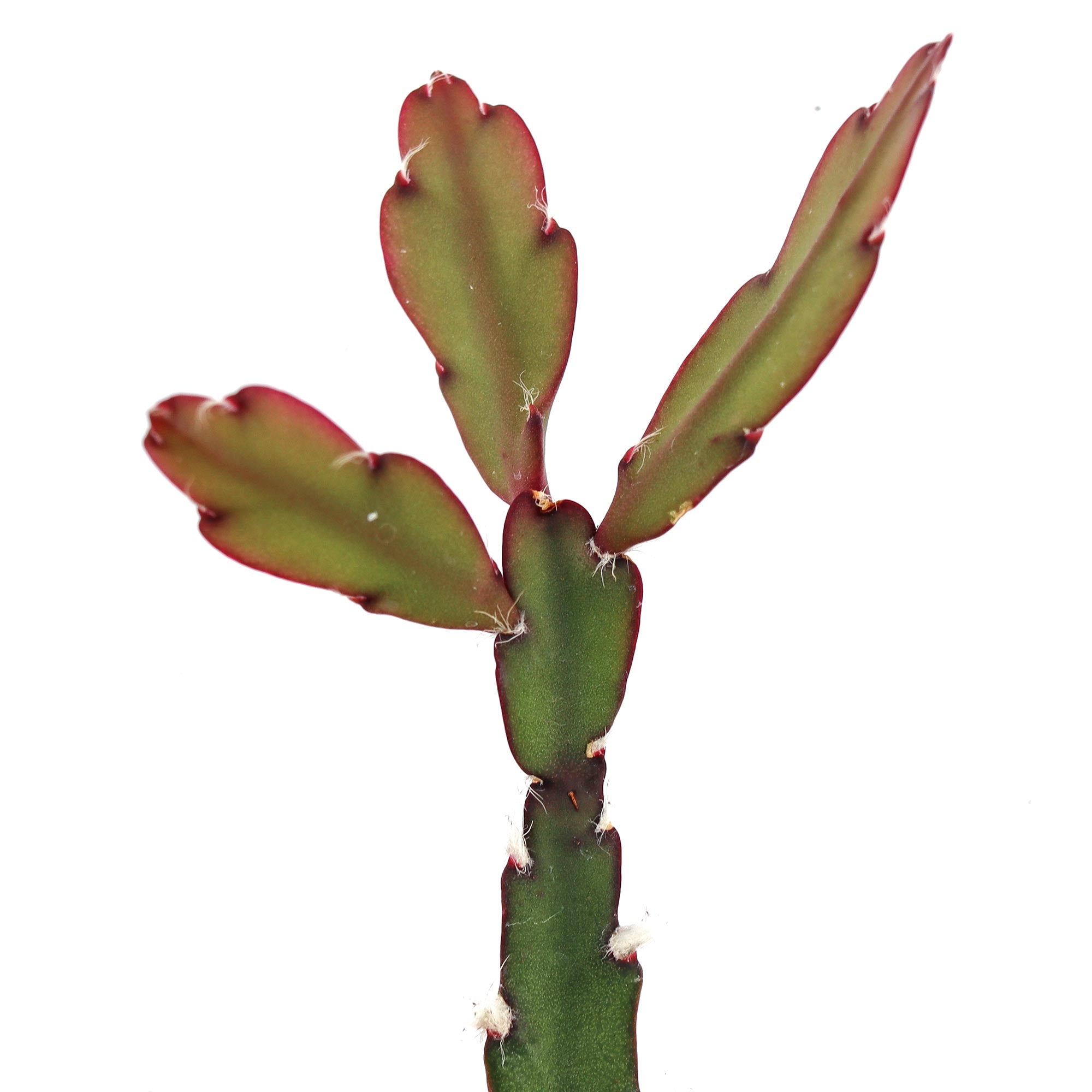 Lepismium cruciforme 'Hurricane Cactus'
