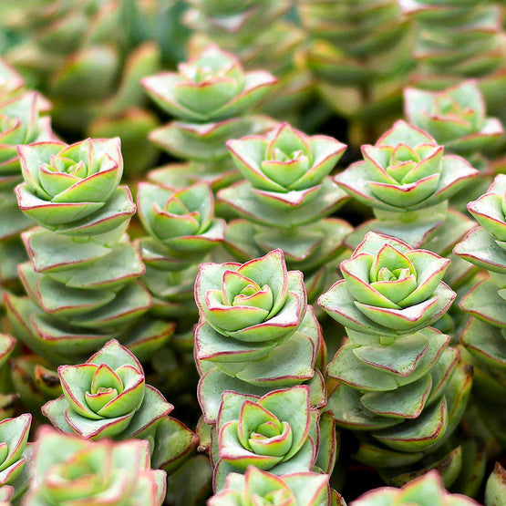 succulent square leaves Crassula Ivory Towers Crassula Conjuncta Succulent For Sale 2 inch / Clay Pot by Succulents Box