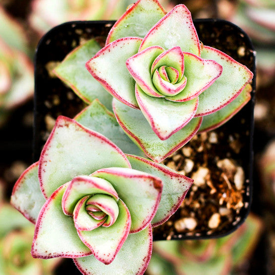 ivory towers succulent Crassula Ivory Towers Crassula Conjuncta Succulent For Sale 2 inch / Clay Pot by Succulents Box