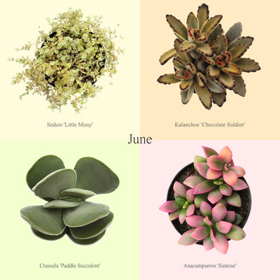 The Succulent Club - Monthly Subscription