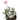 Kalanchoe pumila 'Flower Dust Plant'