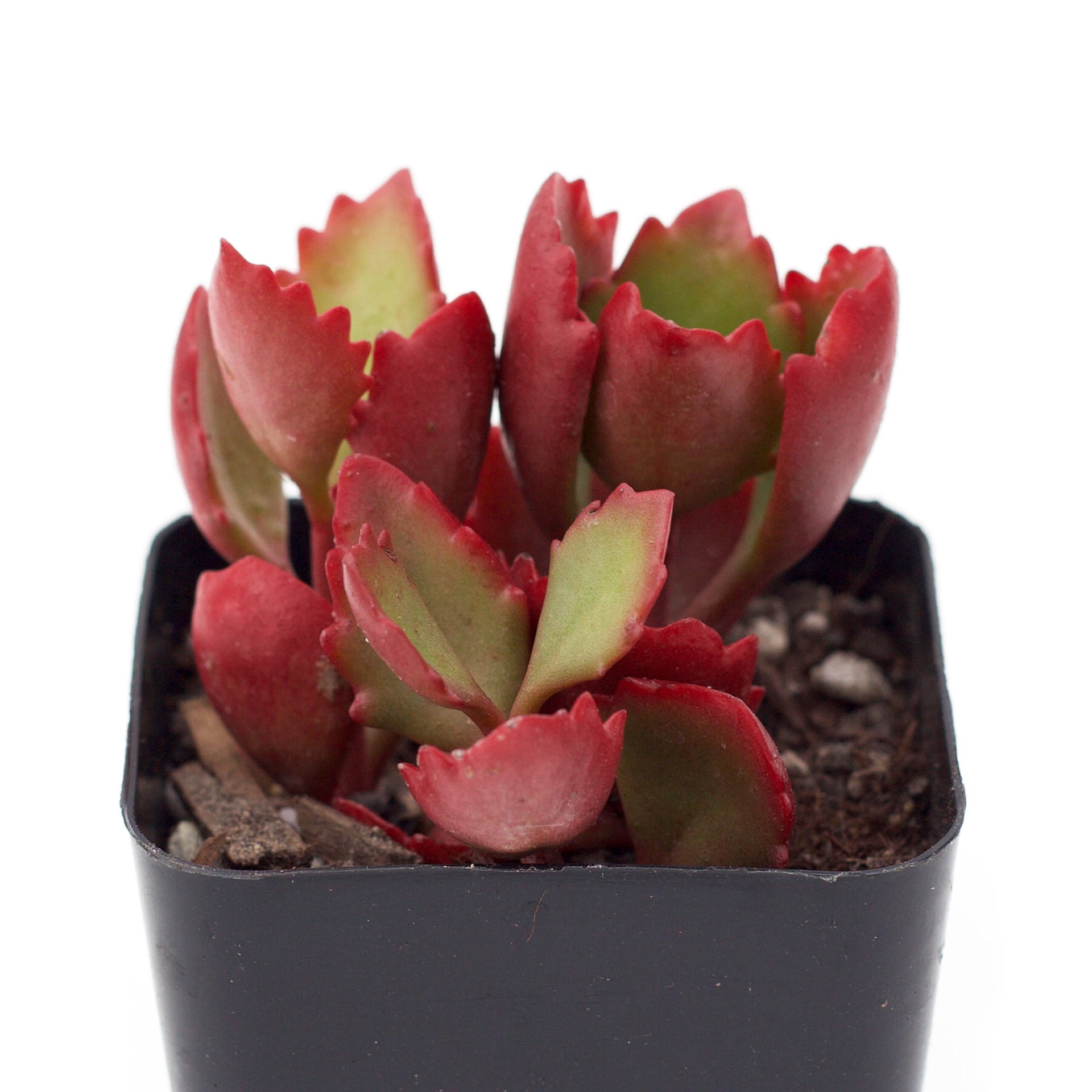 succulent with red edged leaves Kalanchoe sexangularis