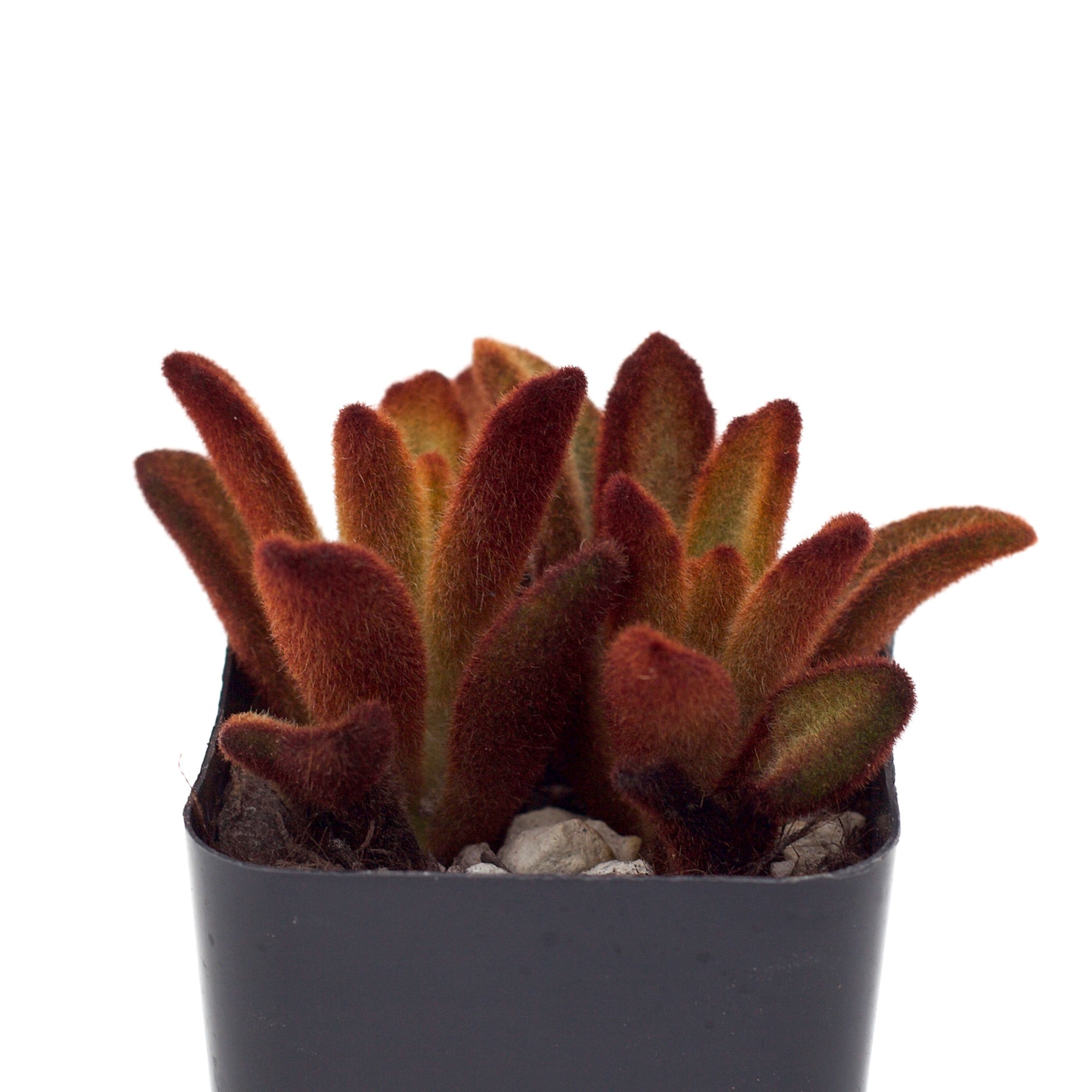 kalanchoe cinnamon succulent Kalanchoe tomentosa 'Cinnamon'