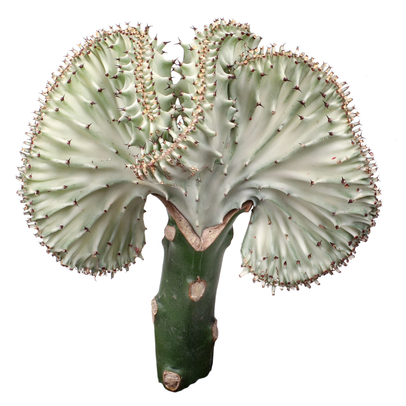 Euphorbia lactea 'Ghost' cristata