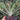 Gasteria 'Little Warty' [extra large] [bare root]