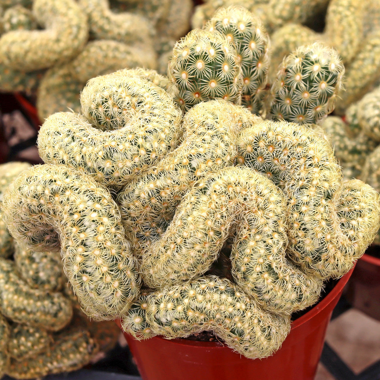 brain succulent name Mammillaria elongata cristata 'Brain Cactus'