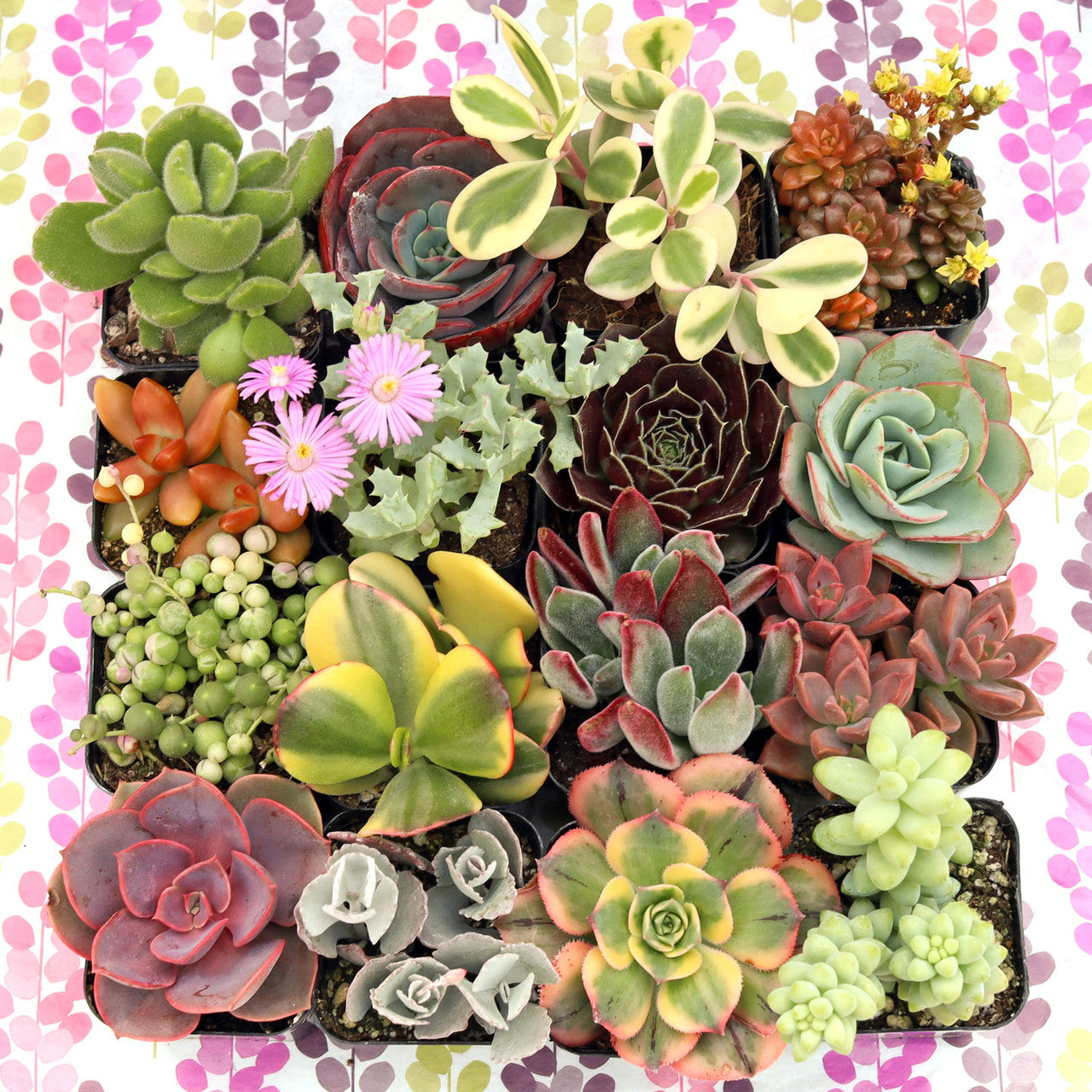 succulents walmart Gift-Worthy' Succulent Pack – Leaf & Clay
