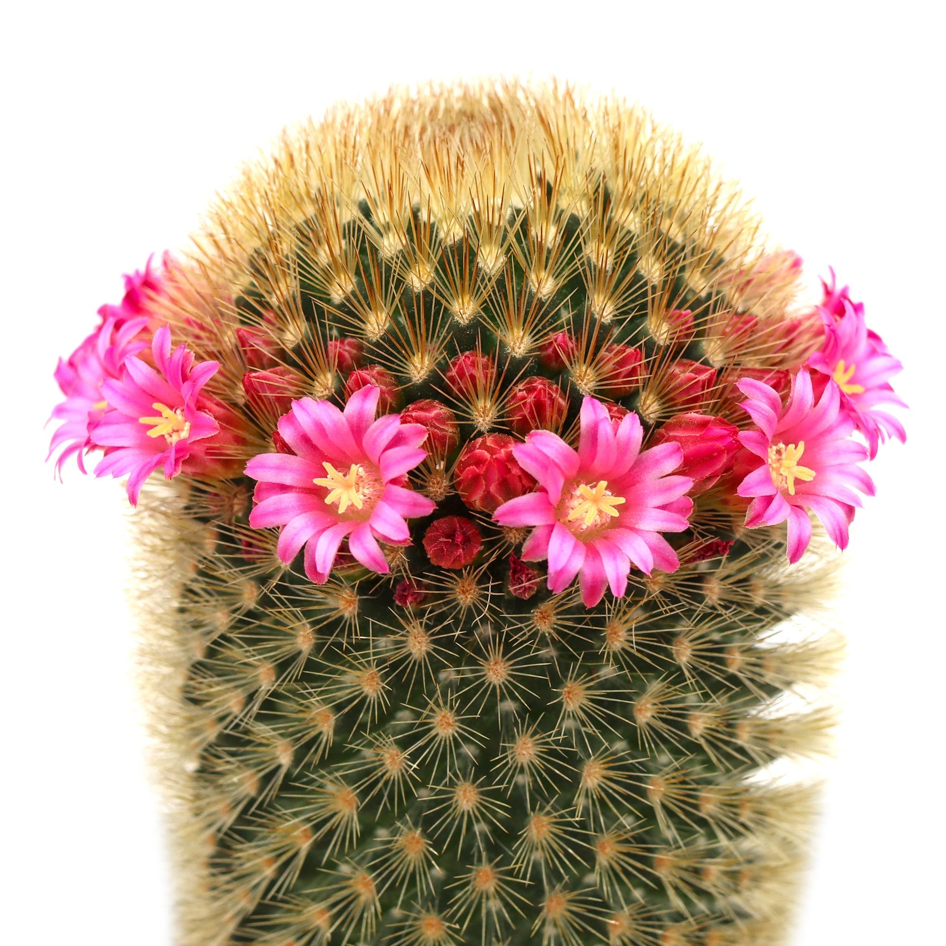 Mammillaria spinosissima ssp. pilcayensis 'Bristle Brush'