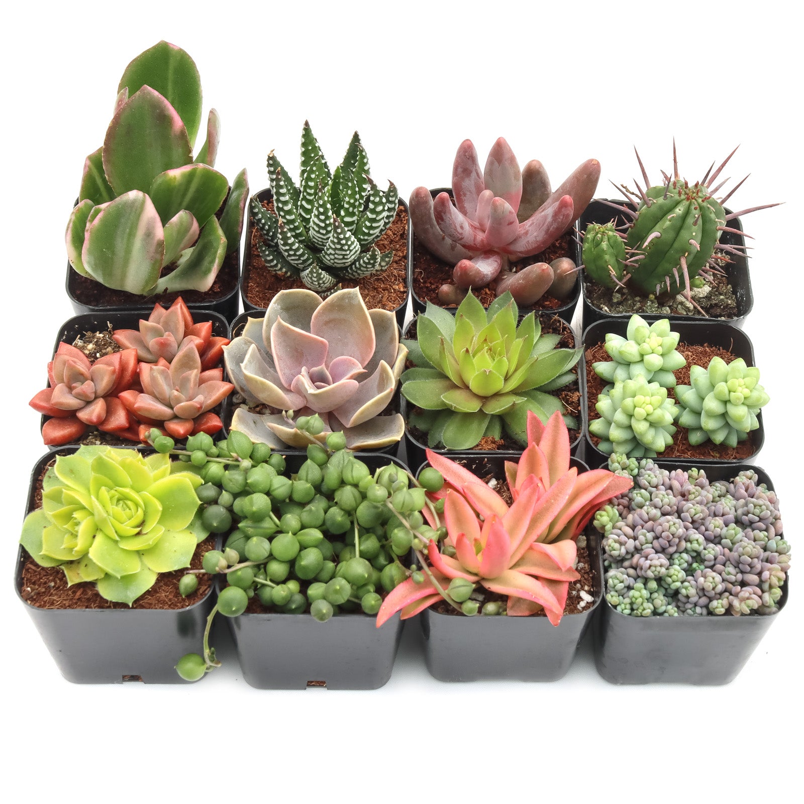succulent pots online Max Variety Pack