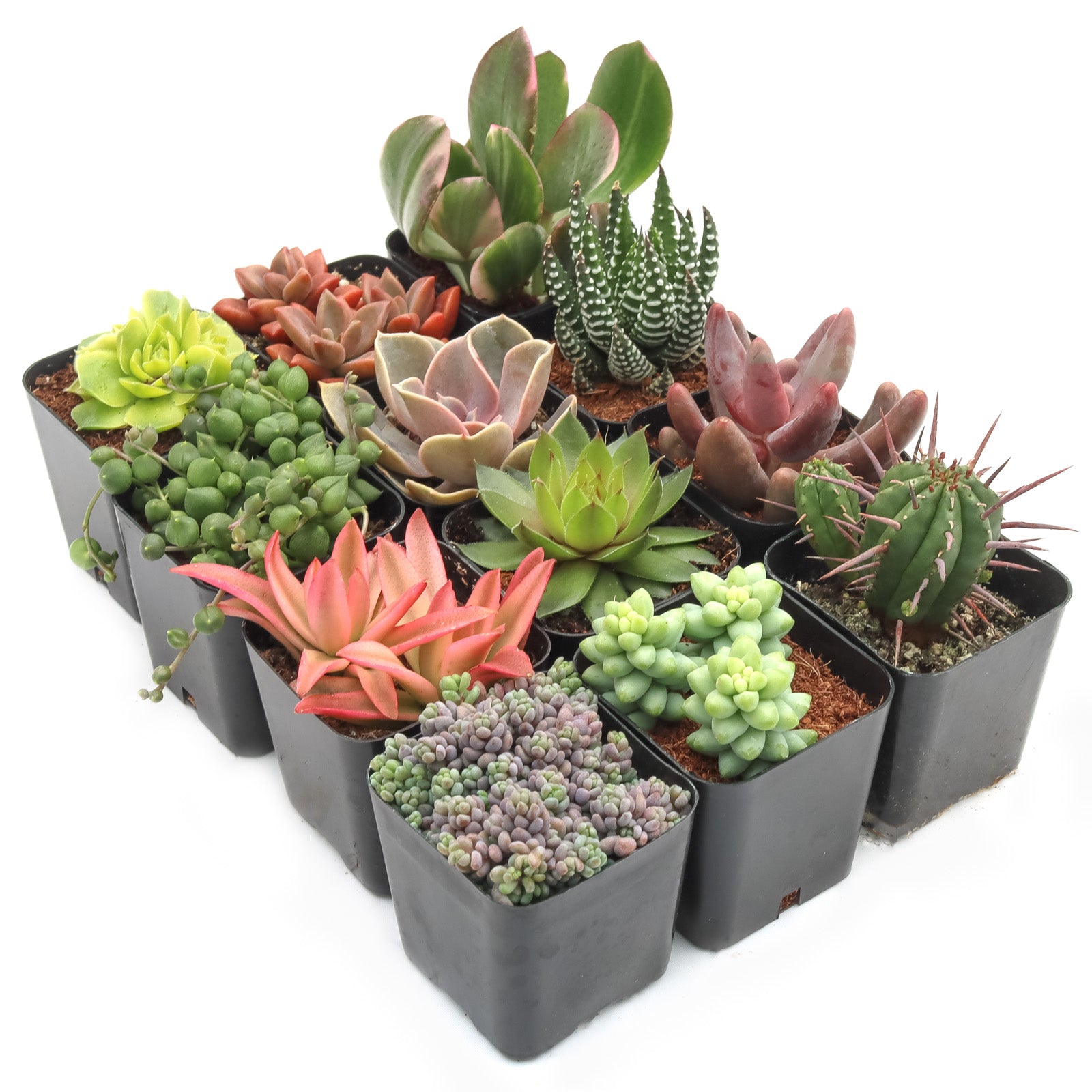max and miles succulents Max Variety Pack