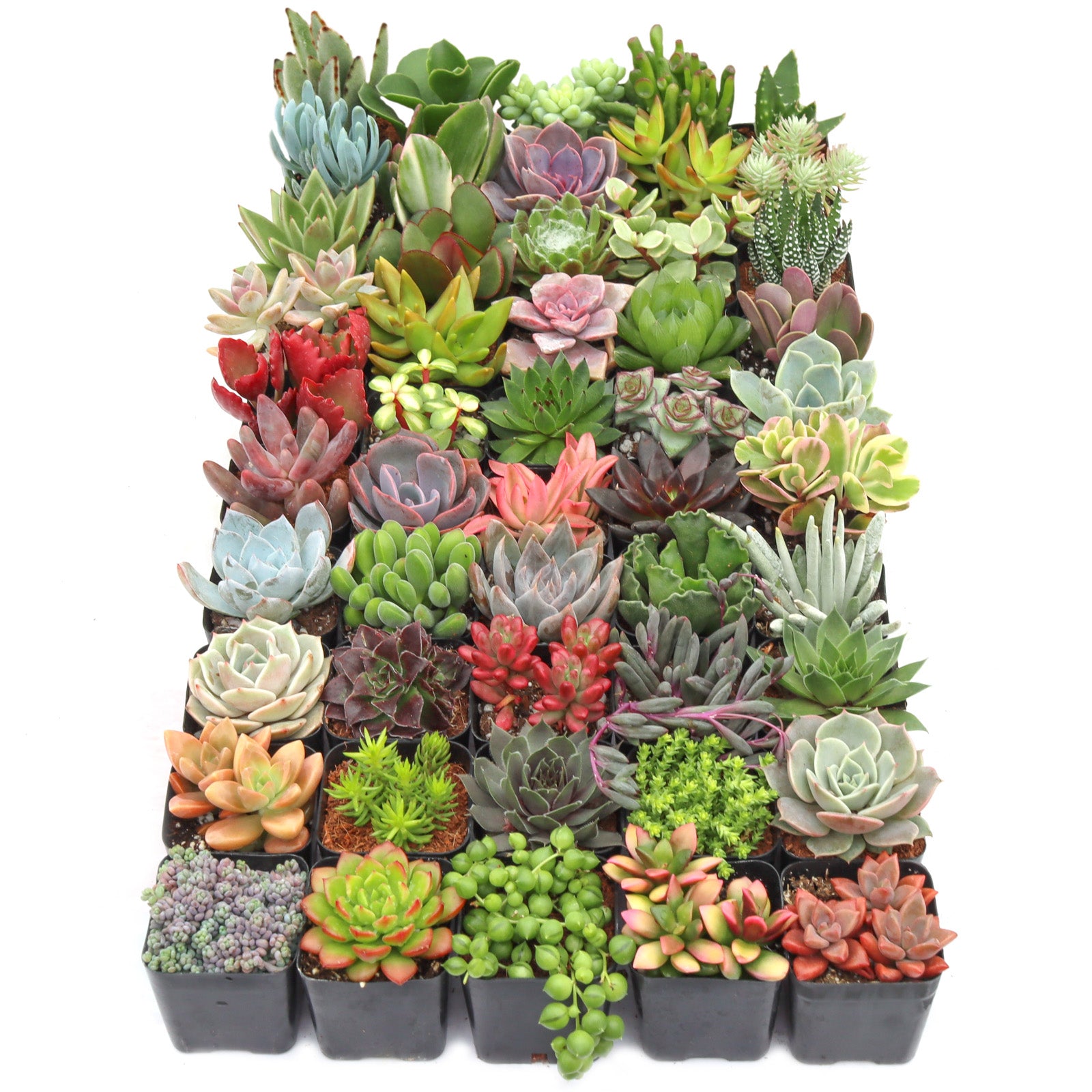 mixed succulent Max Variety Pack