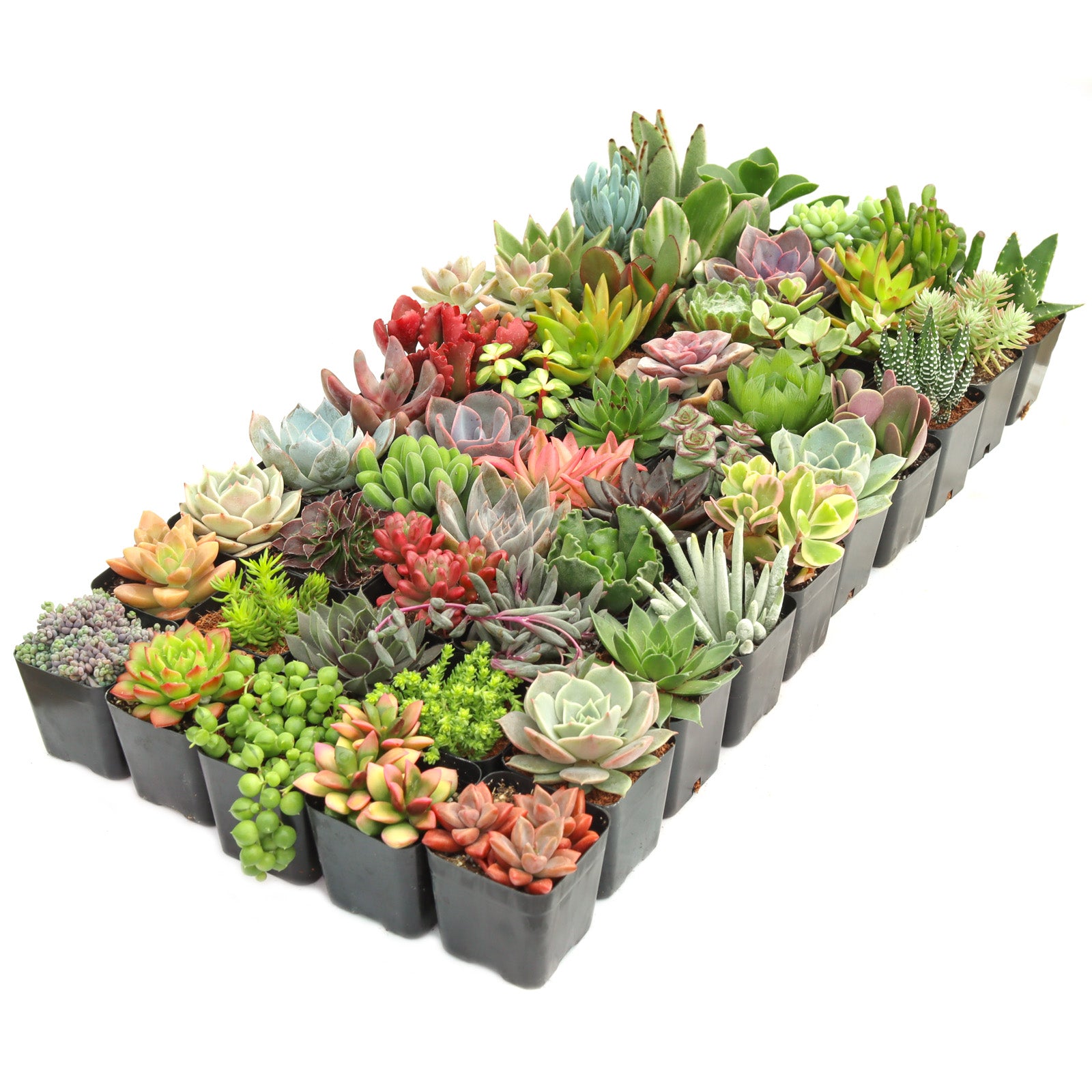 max and miles succulent Max Variety Pack