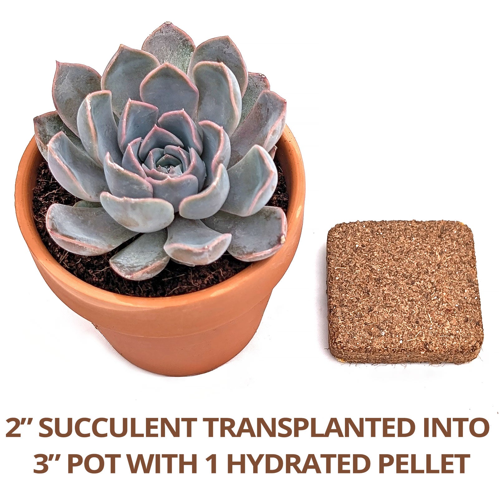 mcg succulents MCG Nursery Soil™ Professional-Grade Coco Coir Compressed Pellets, Gar