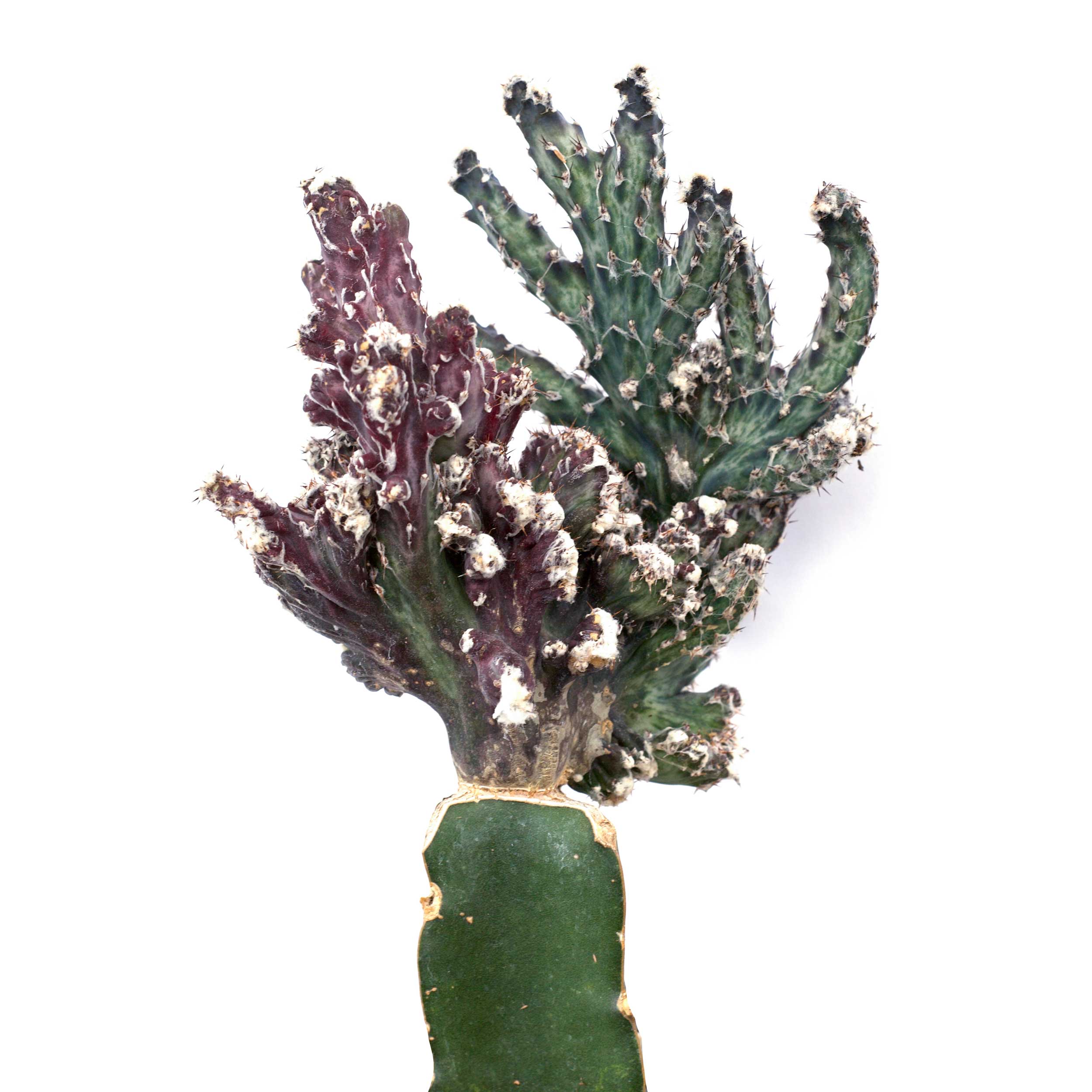Cereus spegazzinii 'Moonlight Cactus' Grafted