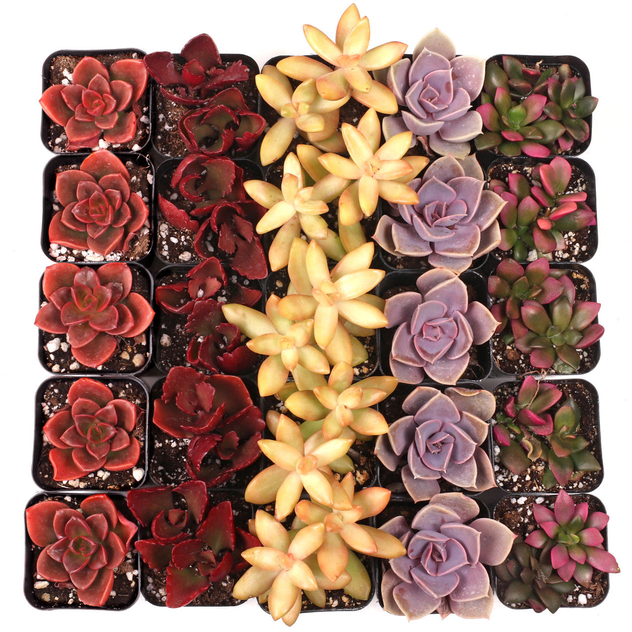 Colorful Succulents 25-Pack - 5 Varieties - 2" Pots