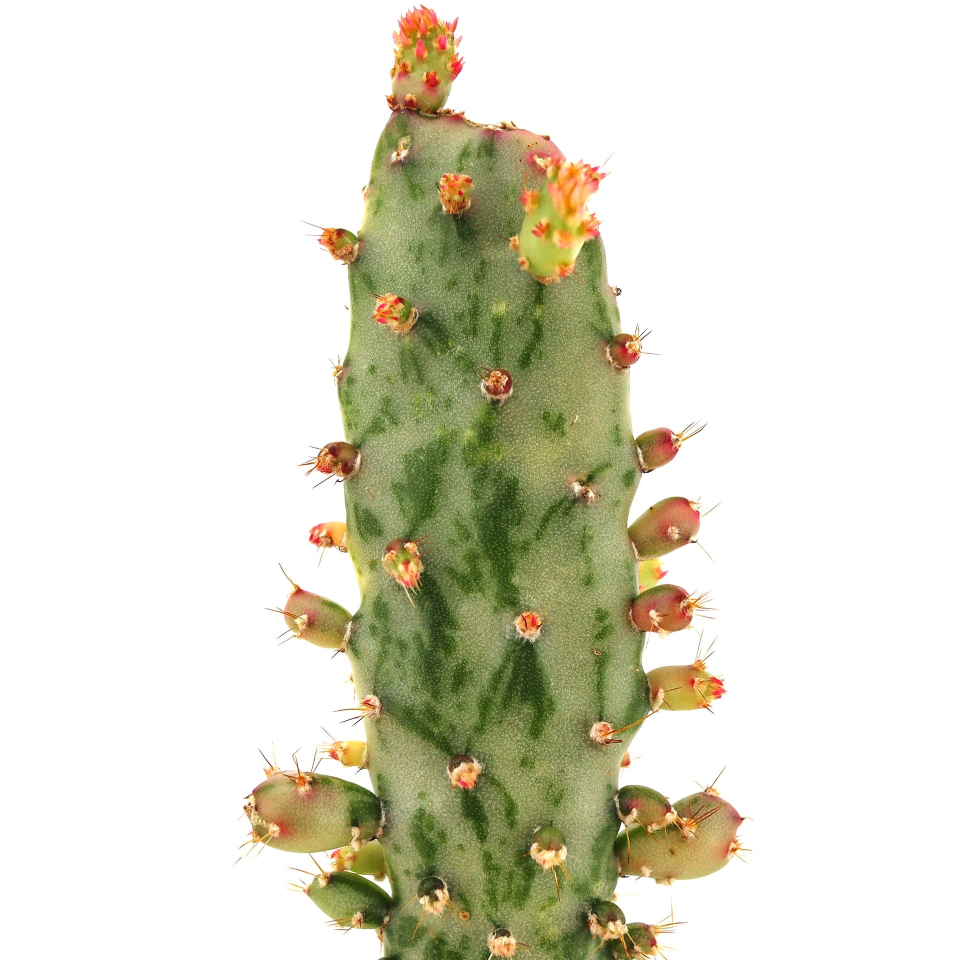 Variegated Joseph's Coat Cactus for Sale Online