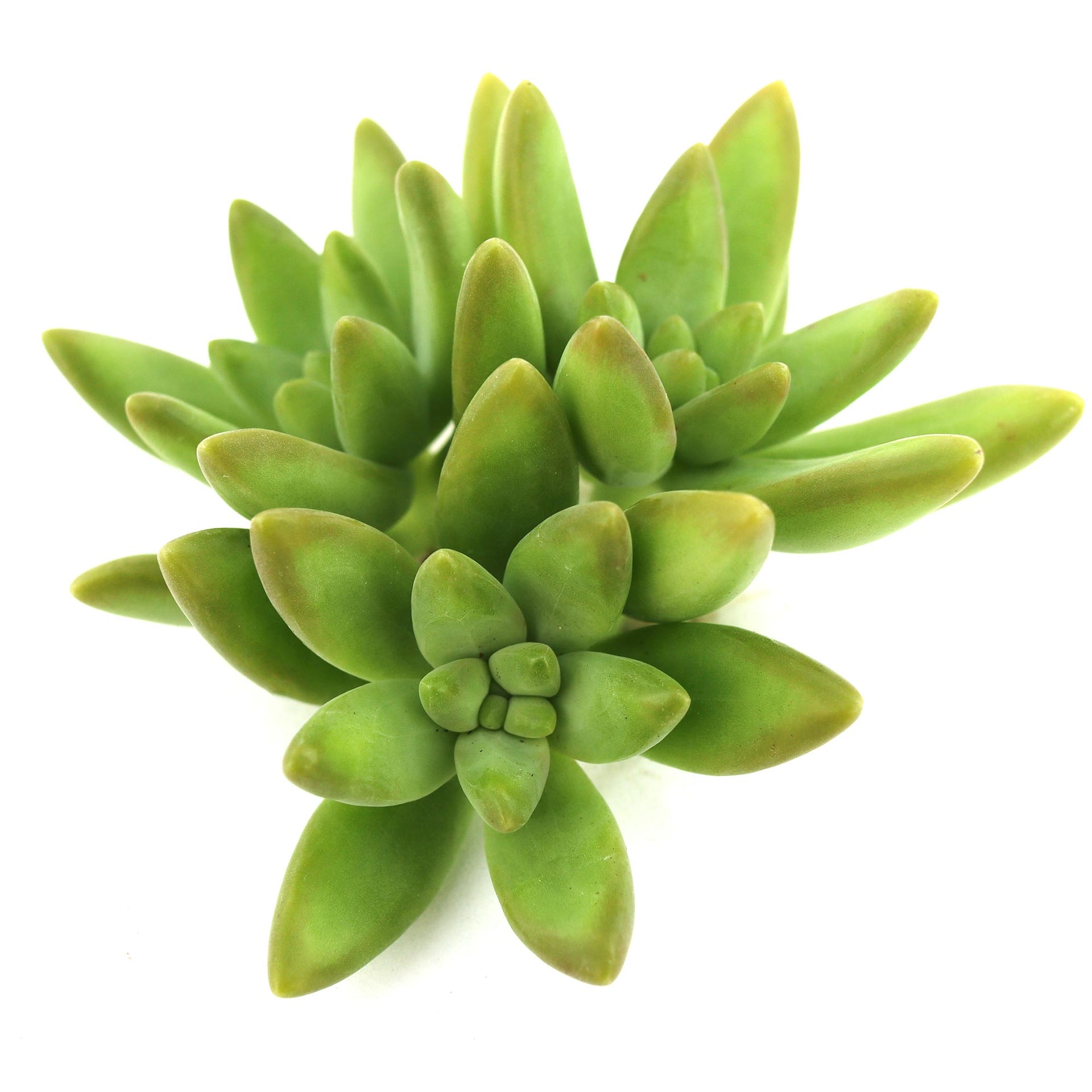 frank plant Pachysedum 'Frank Venz'