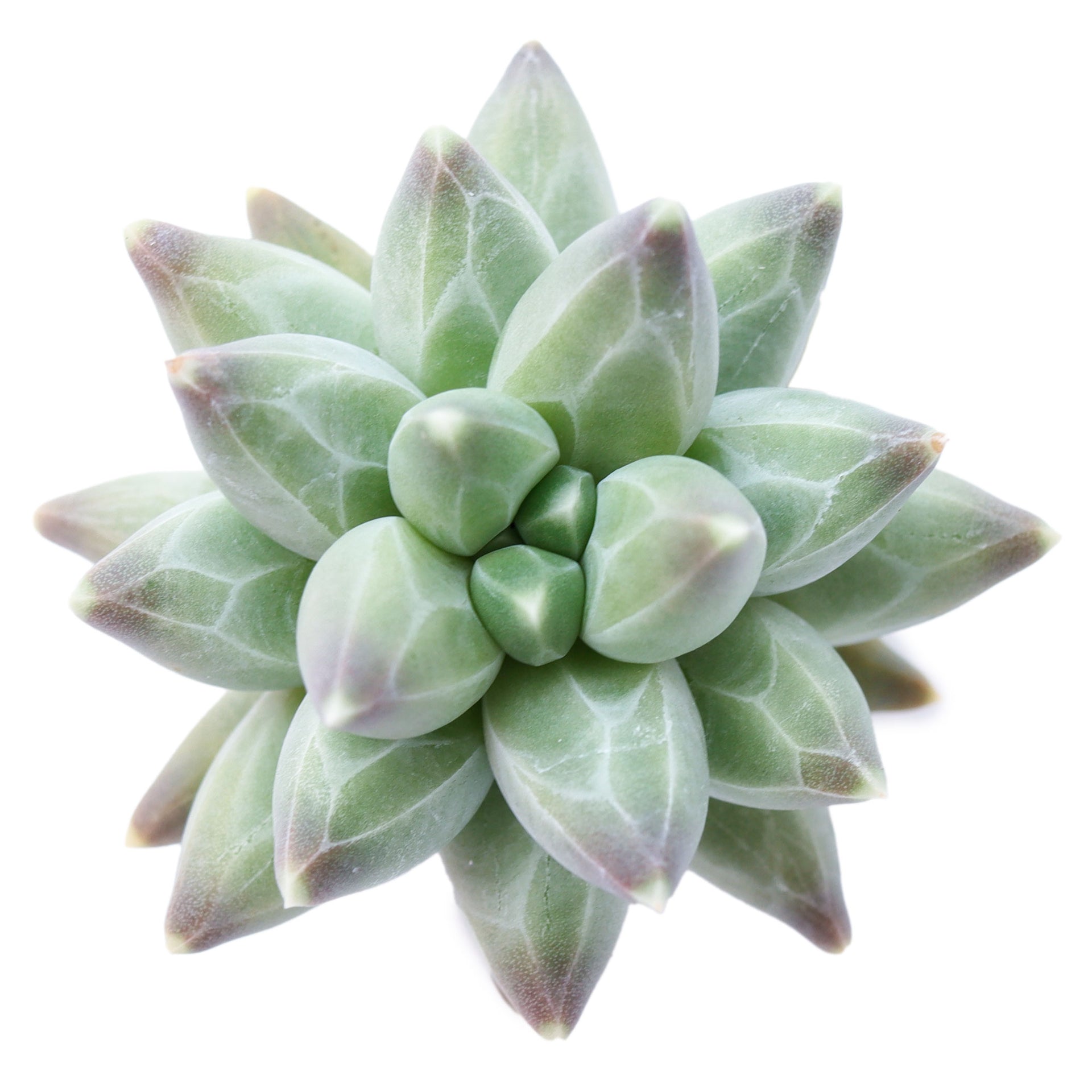 little jewel succulent plant Pachyphytum compactum 'Little Jewel'