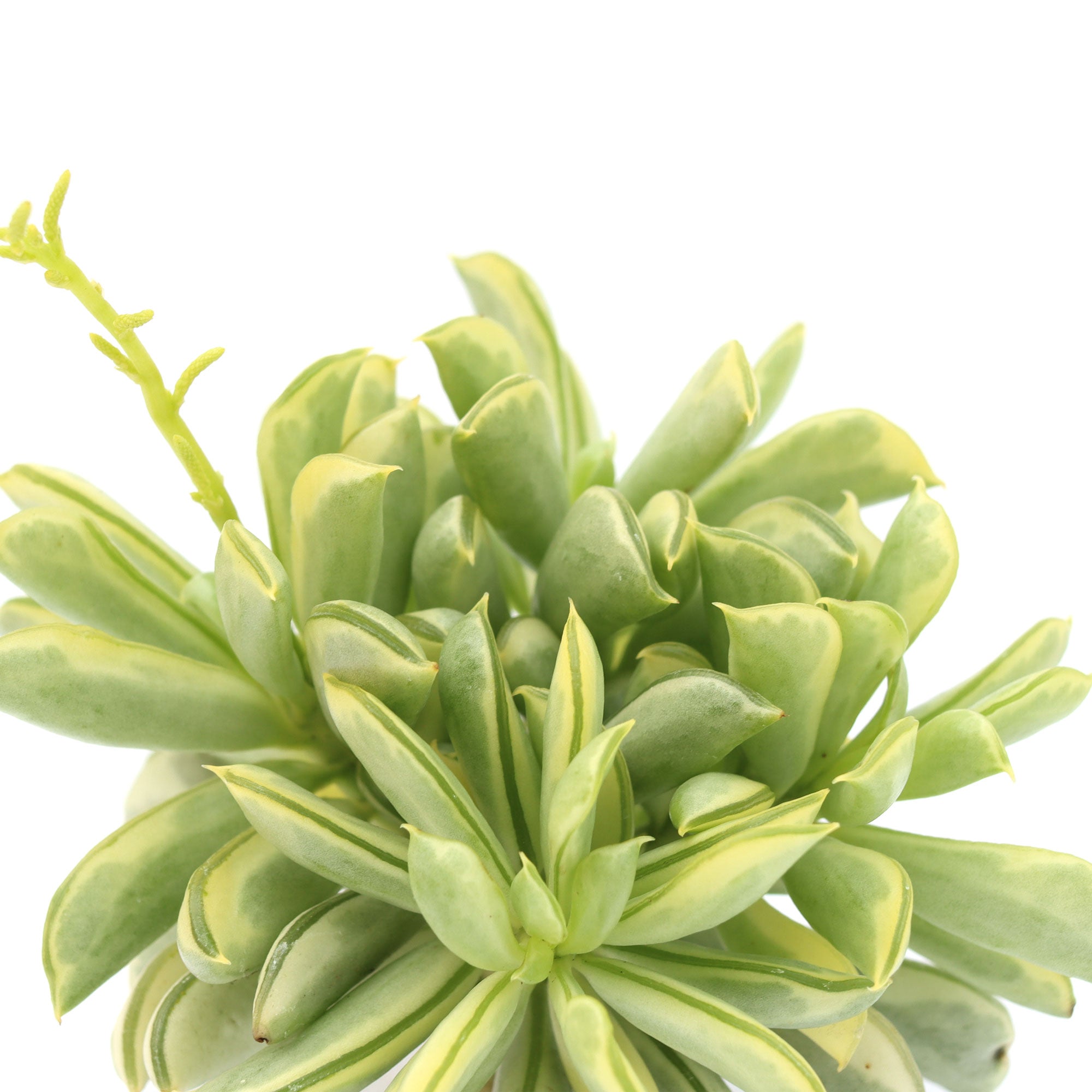 surfside succulents Peperomia axillaris