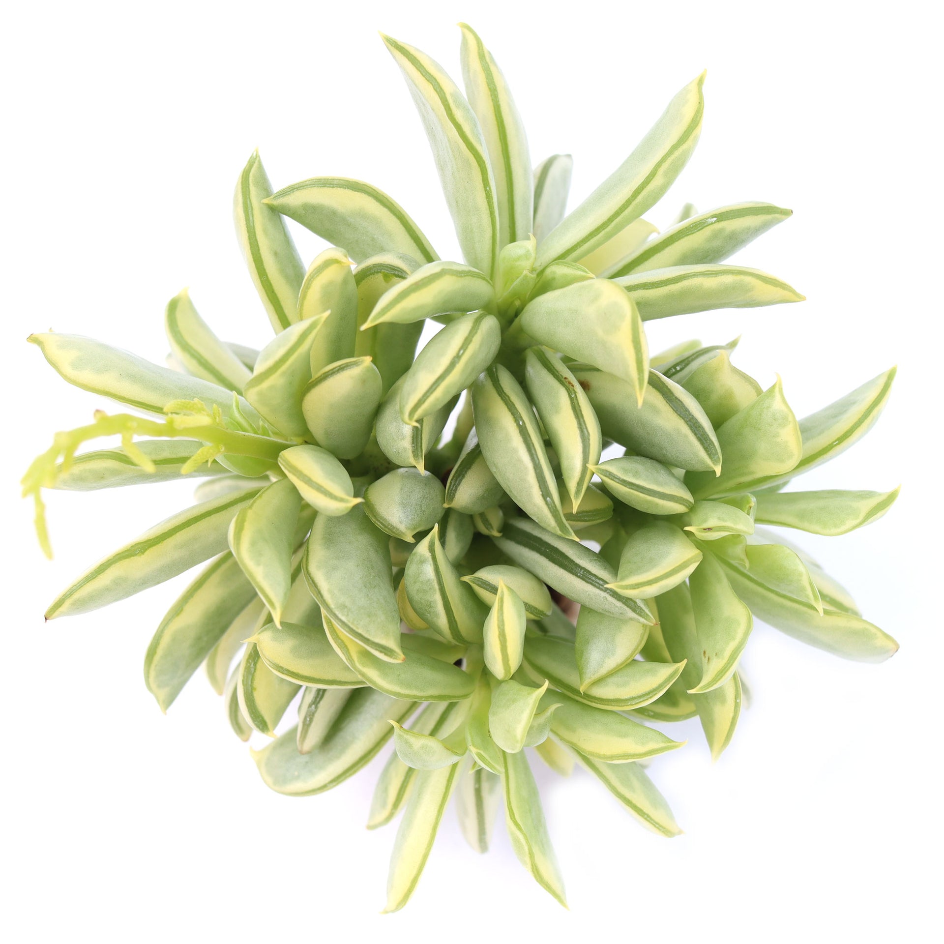 Peperomia axillaris