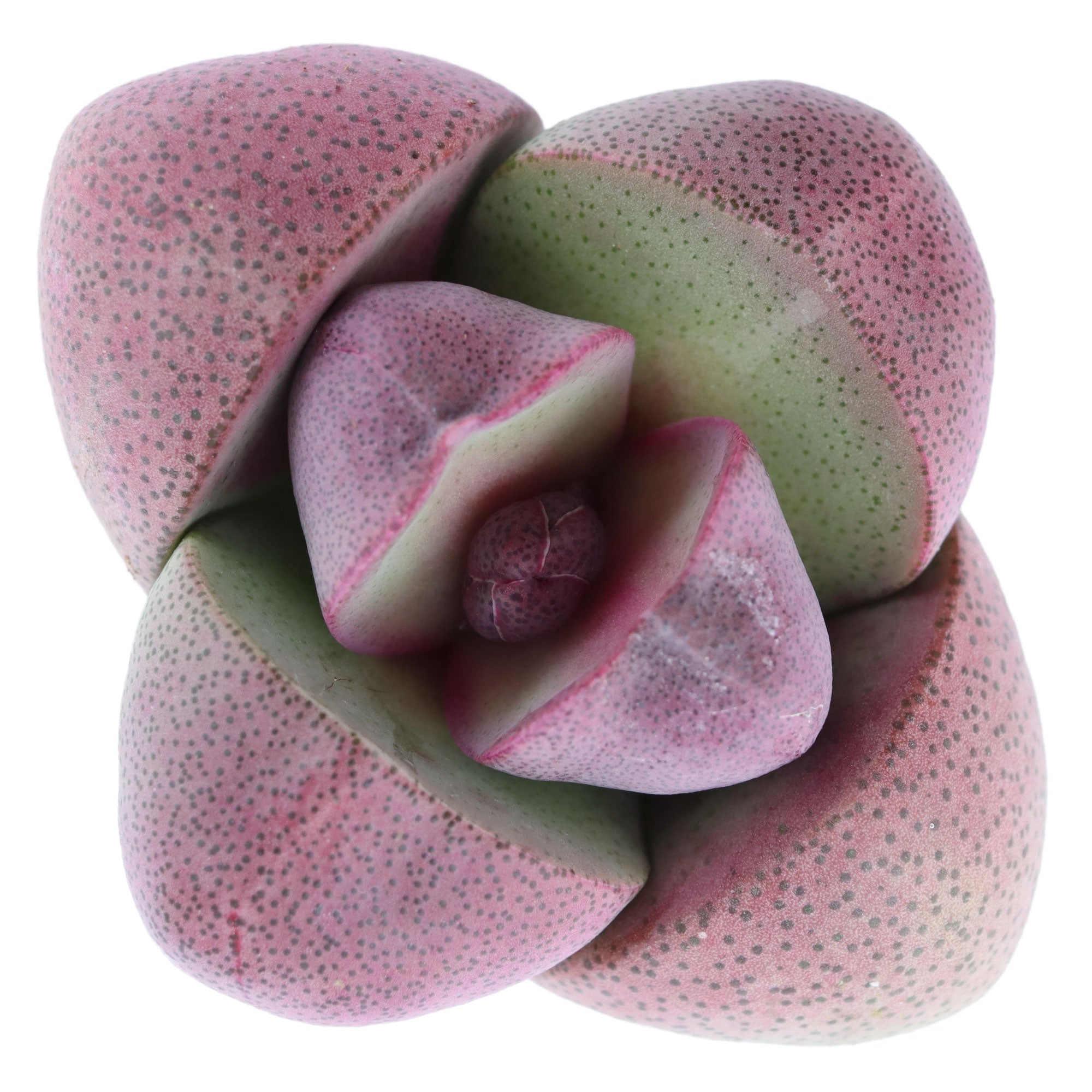 purple split rock succulent Royal Flush Succulent - Purple Split Rock for Sale