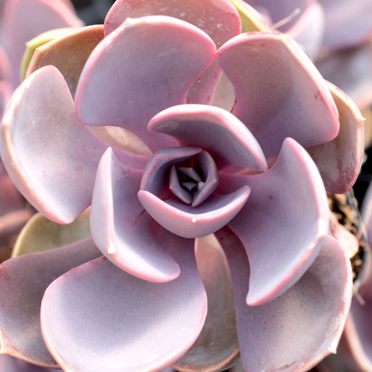 purple pearl succulent Echeveria 'Purple Pearl'