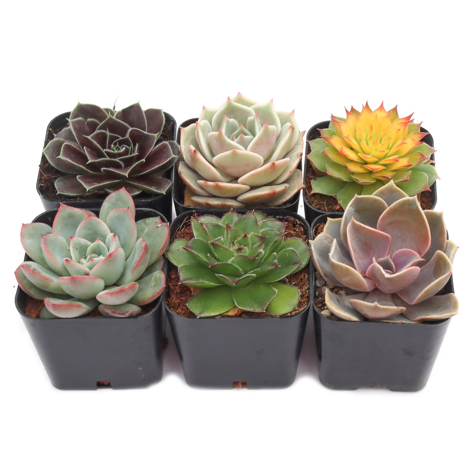2 inch rosette succulents Rosettes Succulents Pack (6-12 Plants, 2" Pots) – Leaf & Clay