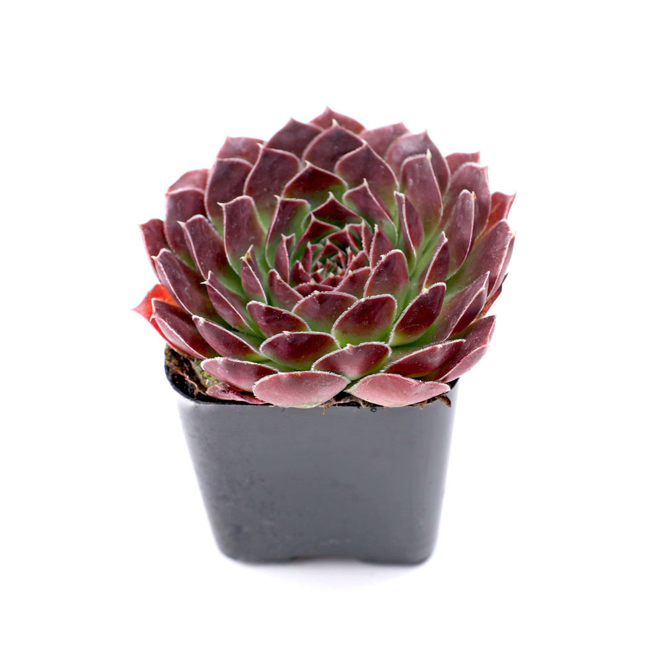 rosette succulents bulk Rosette Succulent Bulk Pack
