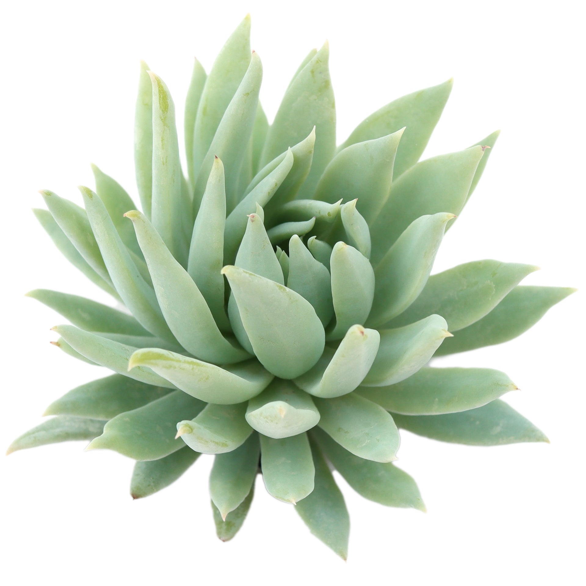 sedeveria hybrid succulent Sedeveria 'Fanfare'