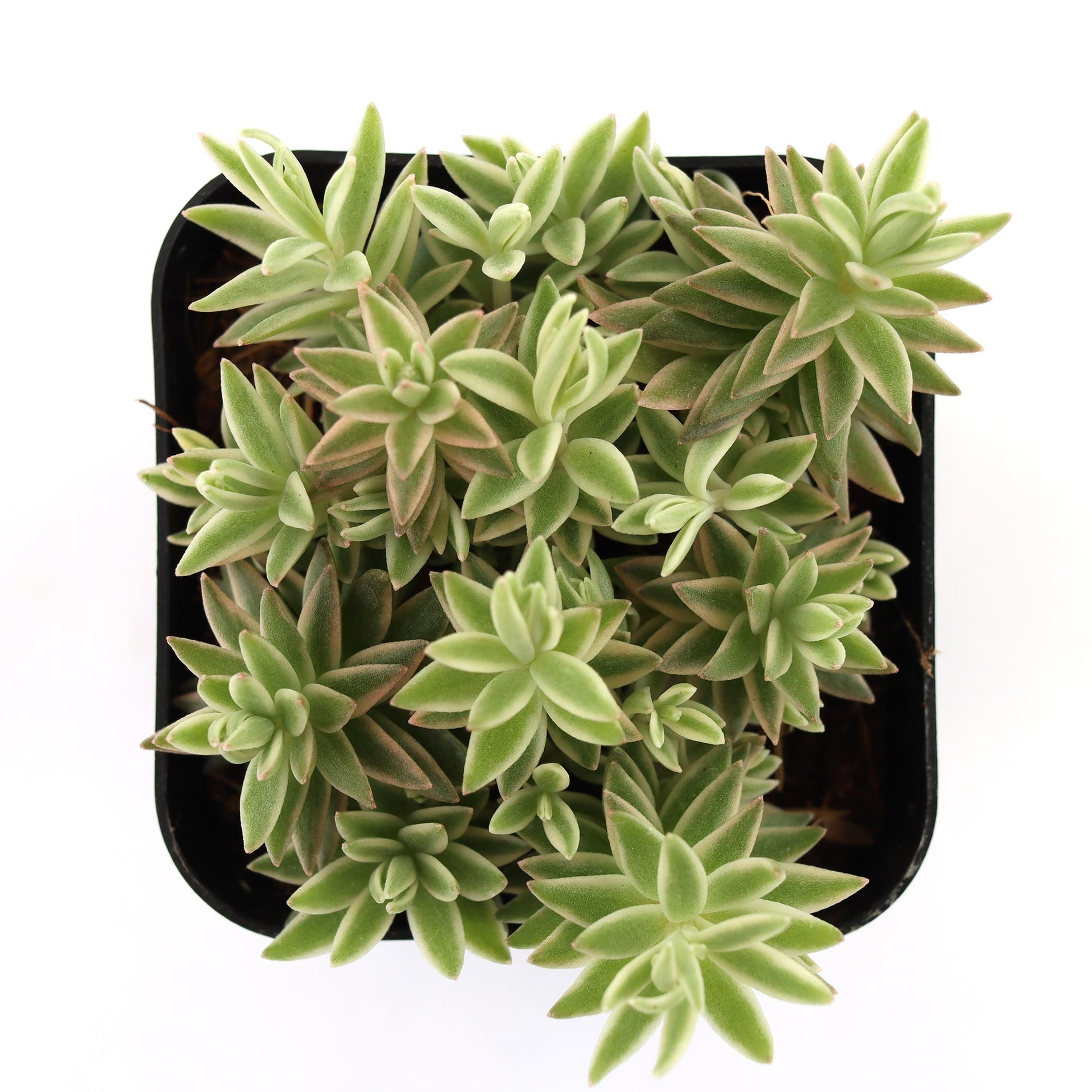 Sedum lineare f. variegatum 'Carpet Sedum' | Leaf & Clay