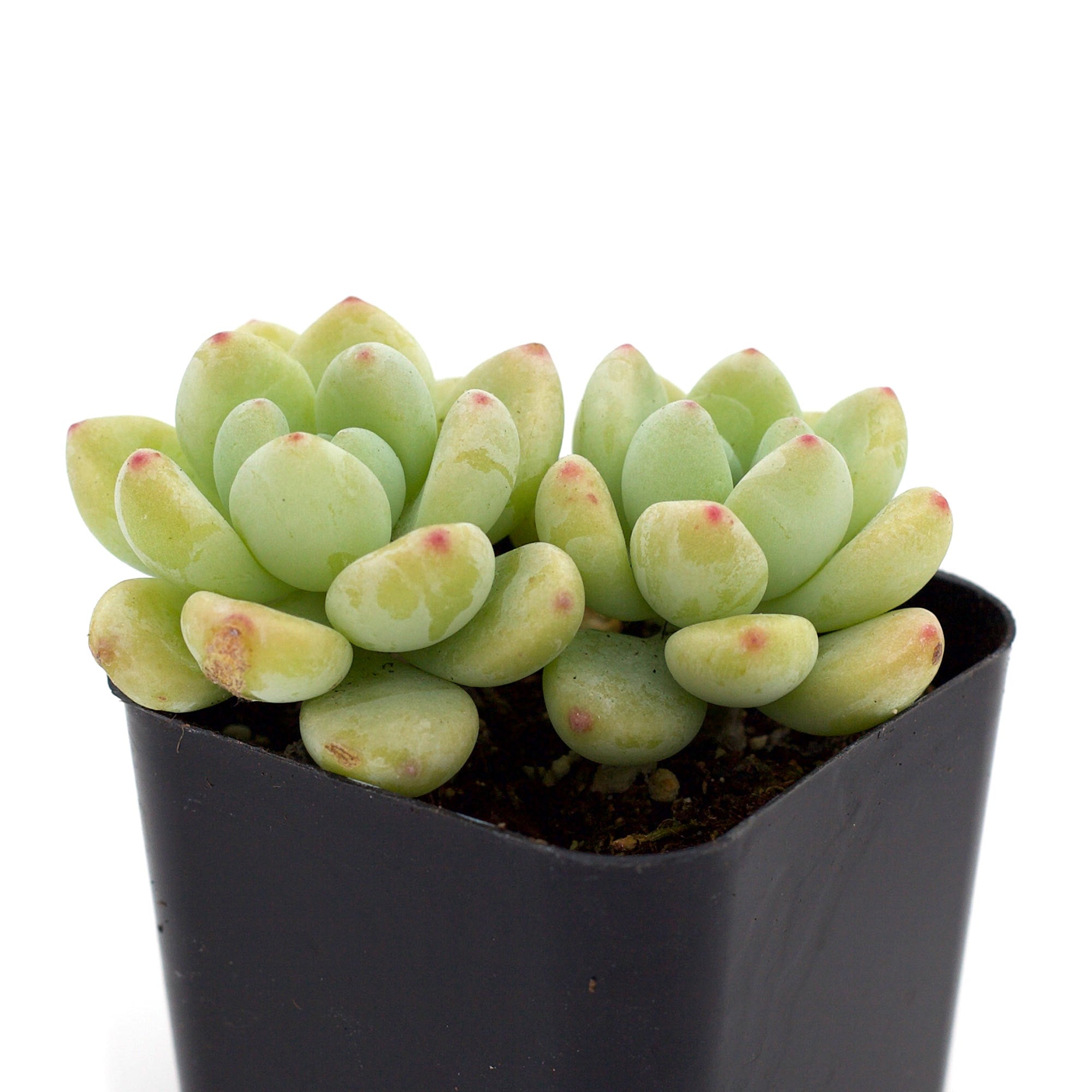 sedum clavatum succulent Sedum clavatum