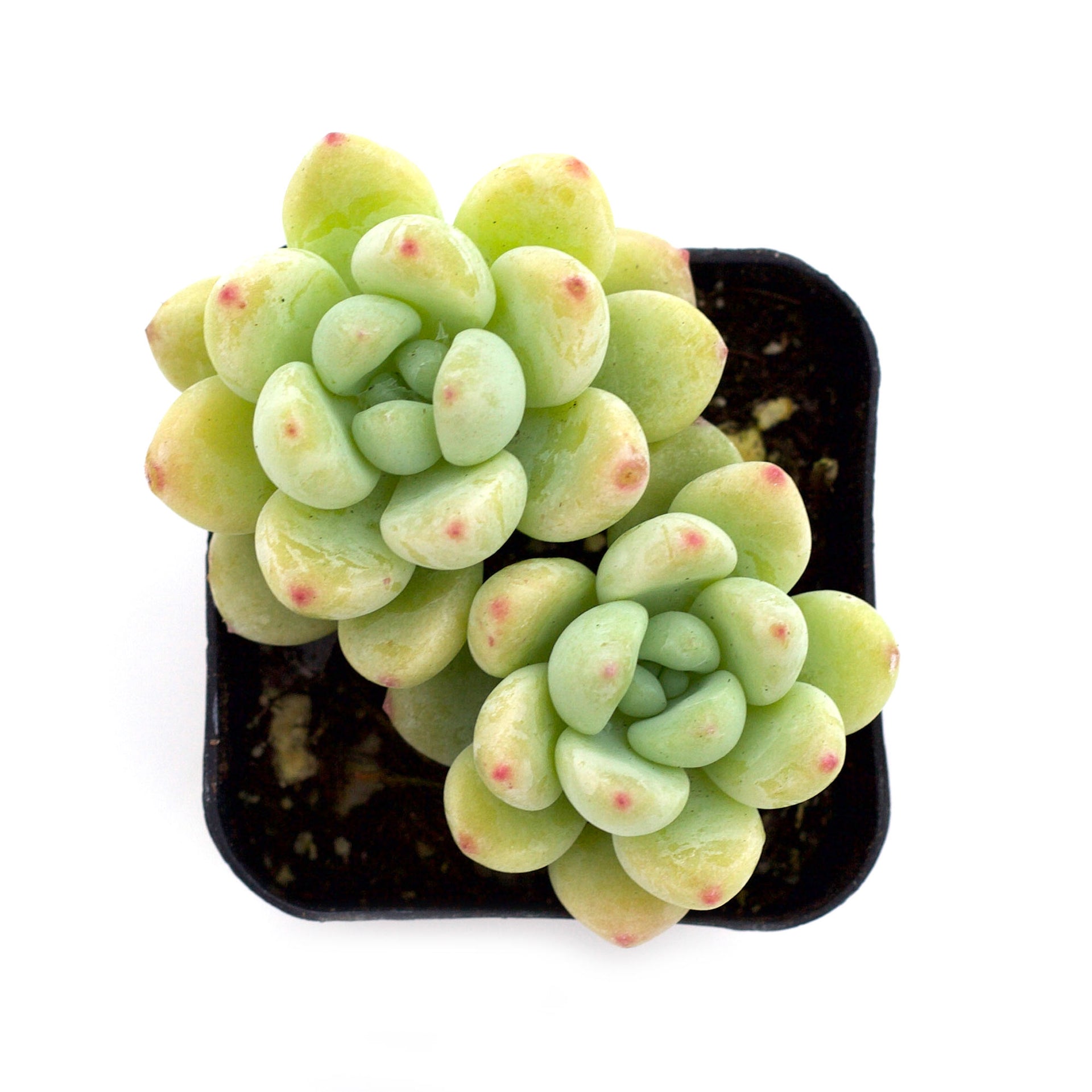 sedum clavatum succulent Sedum clavatum