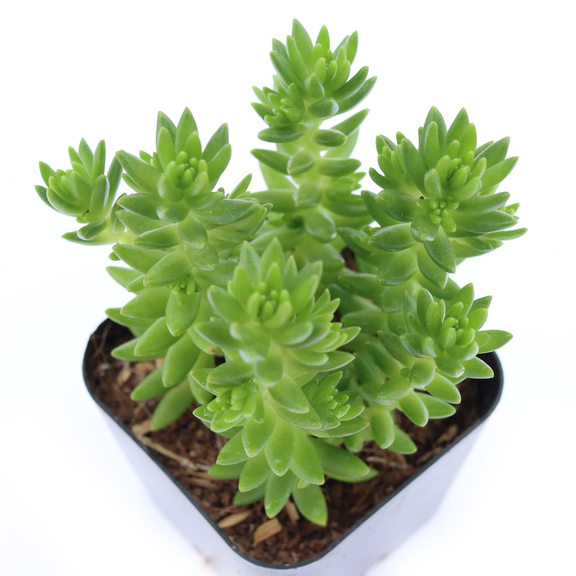 Sedum 'Spiral Staircase'