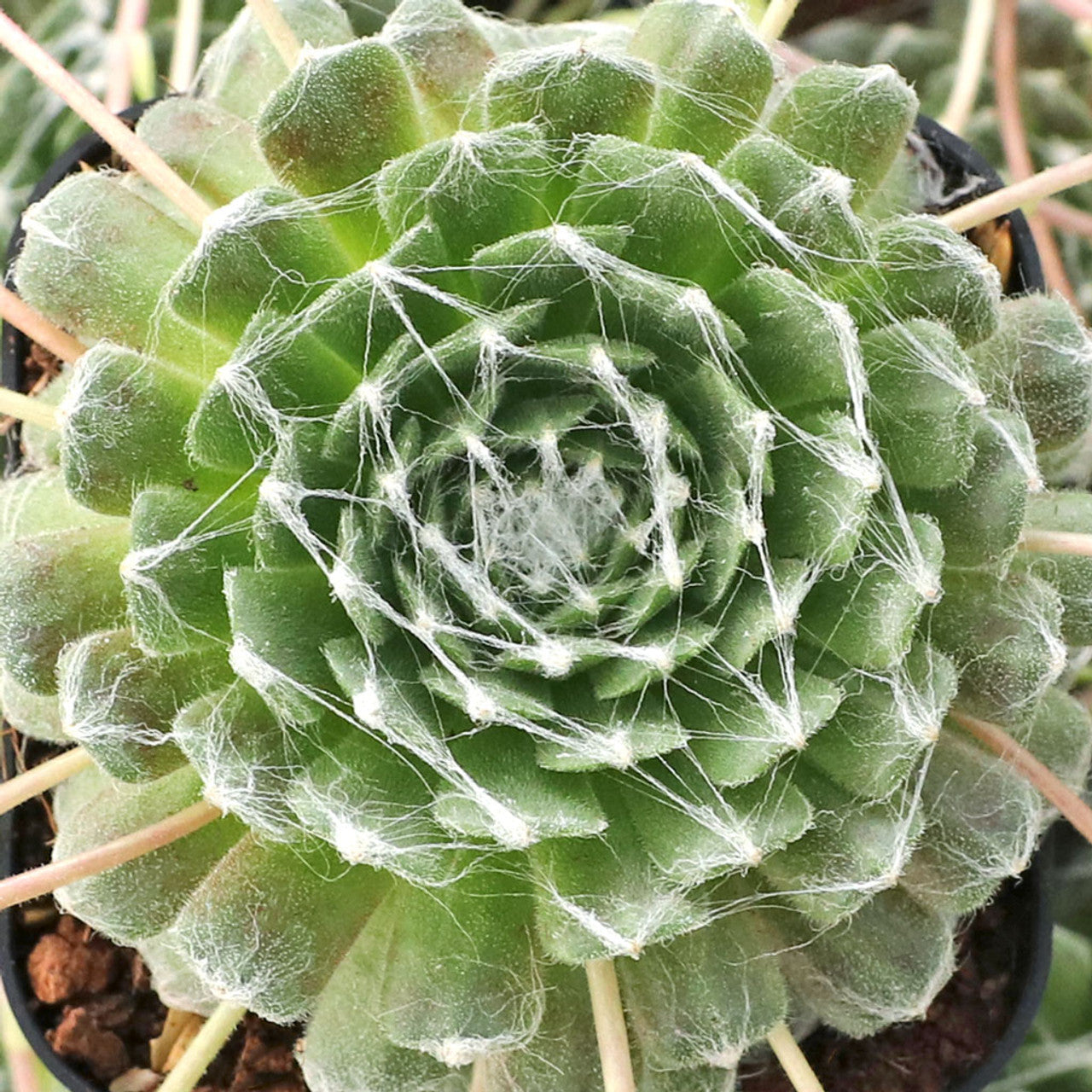 semp succulent Sempervivum arachnoideum 'Cebenese'