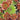 Sempervivum Colorockz® 'Coral Red'