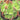Sempervivum heuffelii 'Orange Tip' [exclusive]