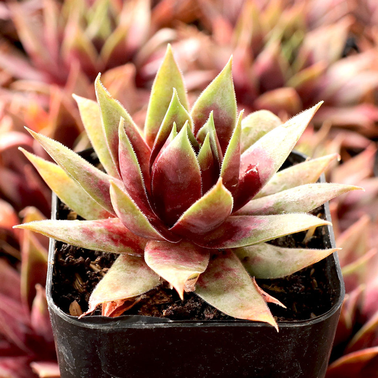 semp succulent Sempervivum SuperSemp® 'Emerald'