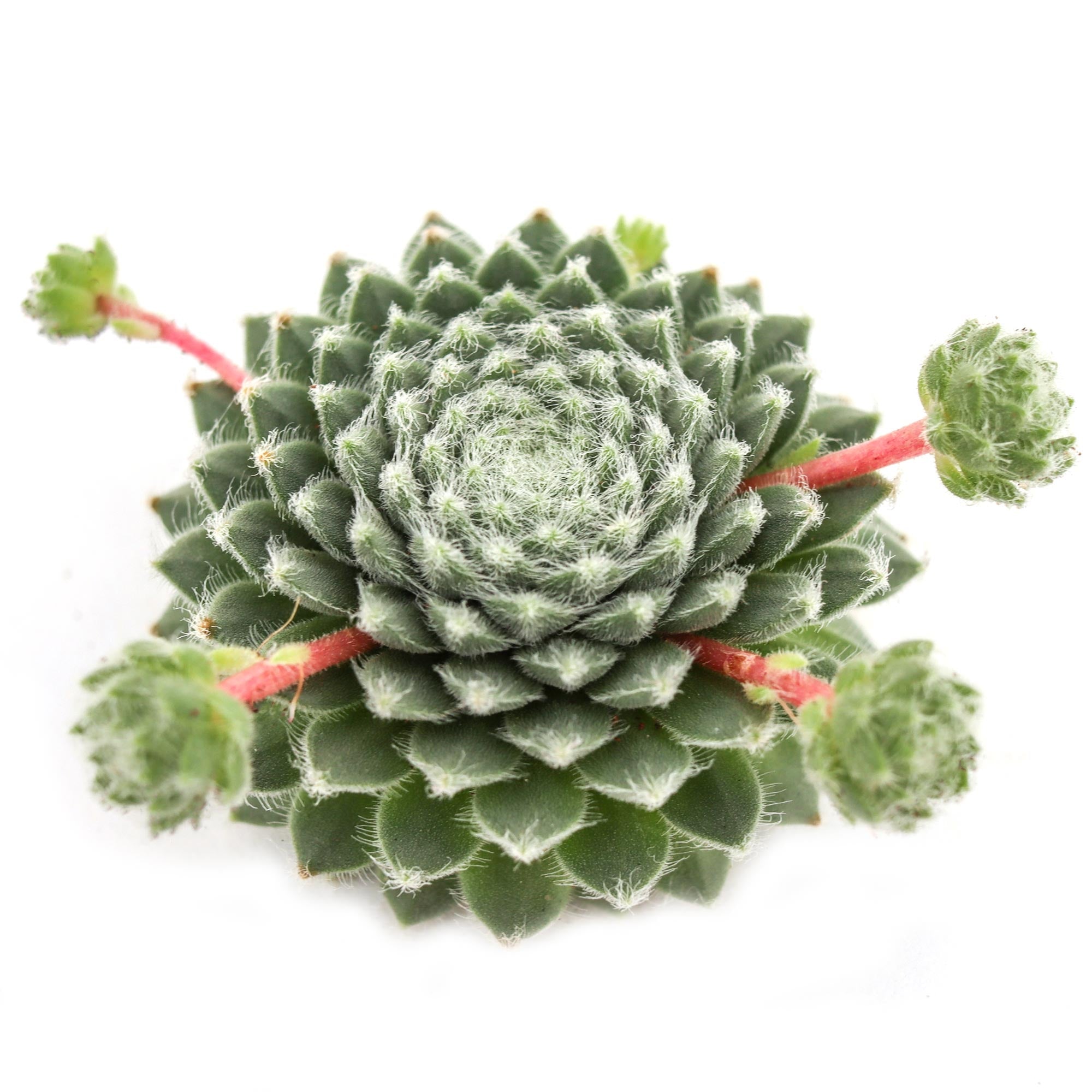fuzzy wuzzy succulent Sempervivum 'Fuzzy Wuzzy'