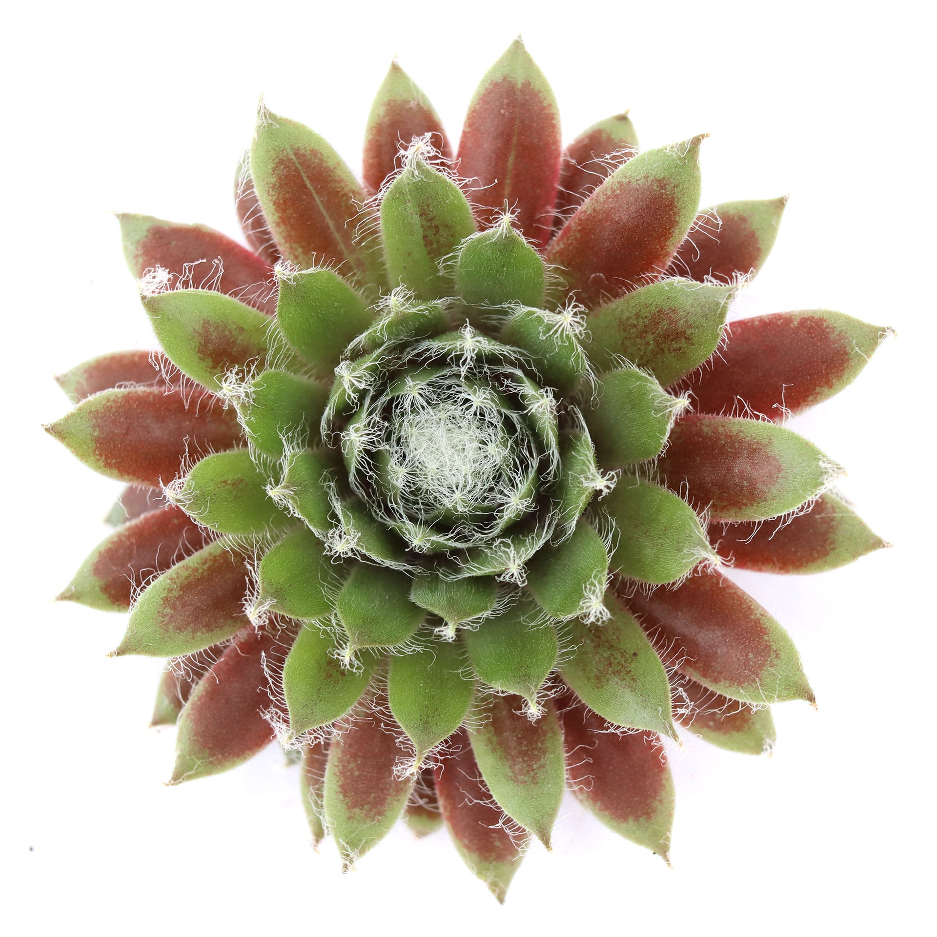 jade rose plant Sempervivum 'Jade Rose'