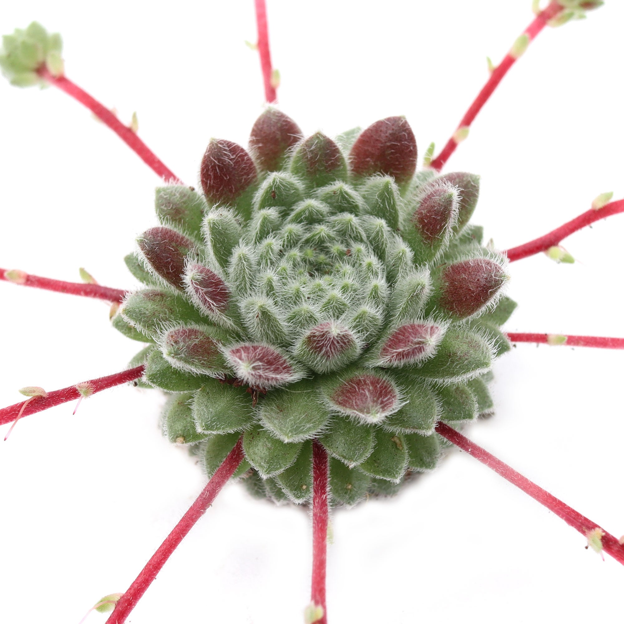 fuzzy red succulent Sempervivum 'Pacific Plum Fuzzy'