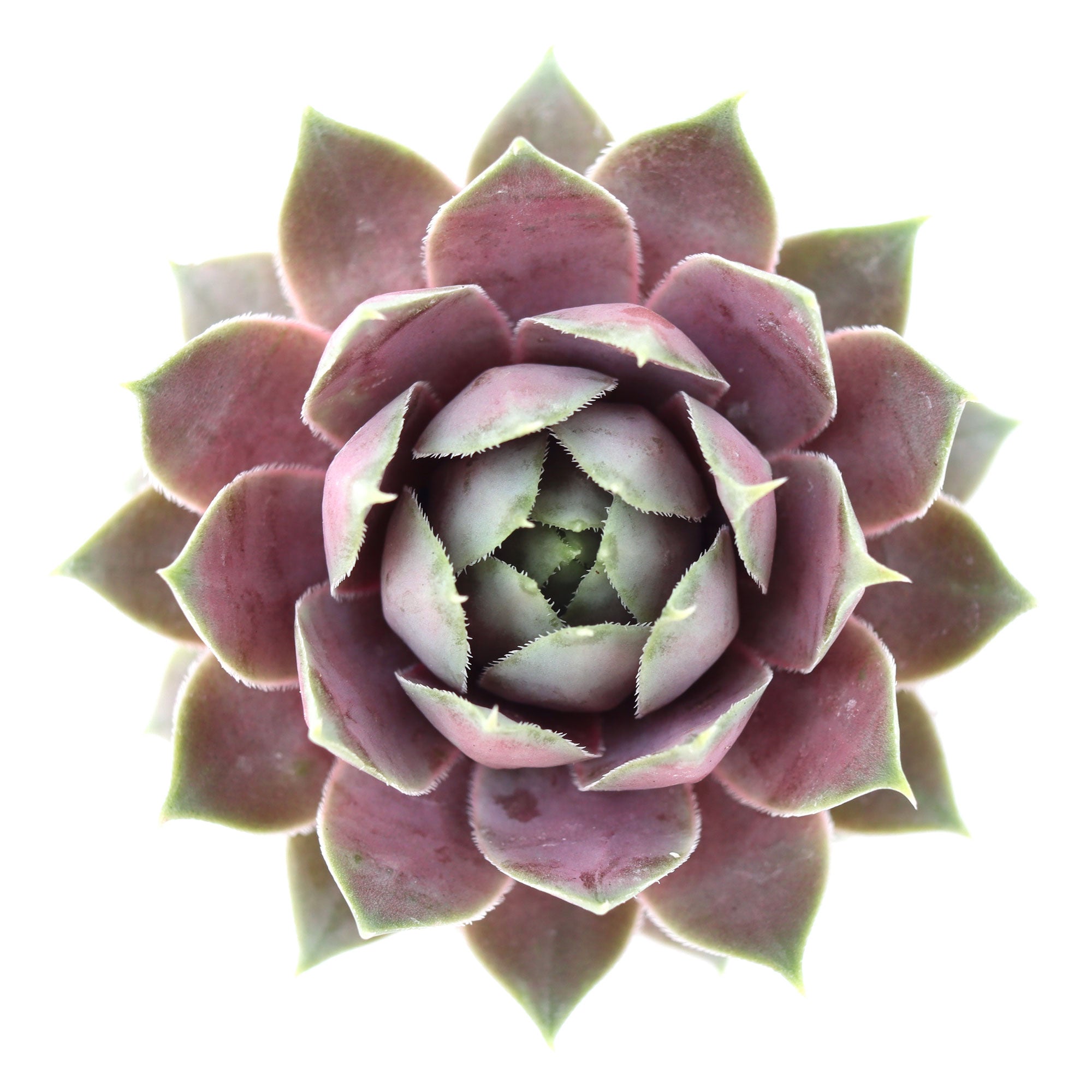 Sempervivum 'Pink Lotus'
