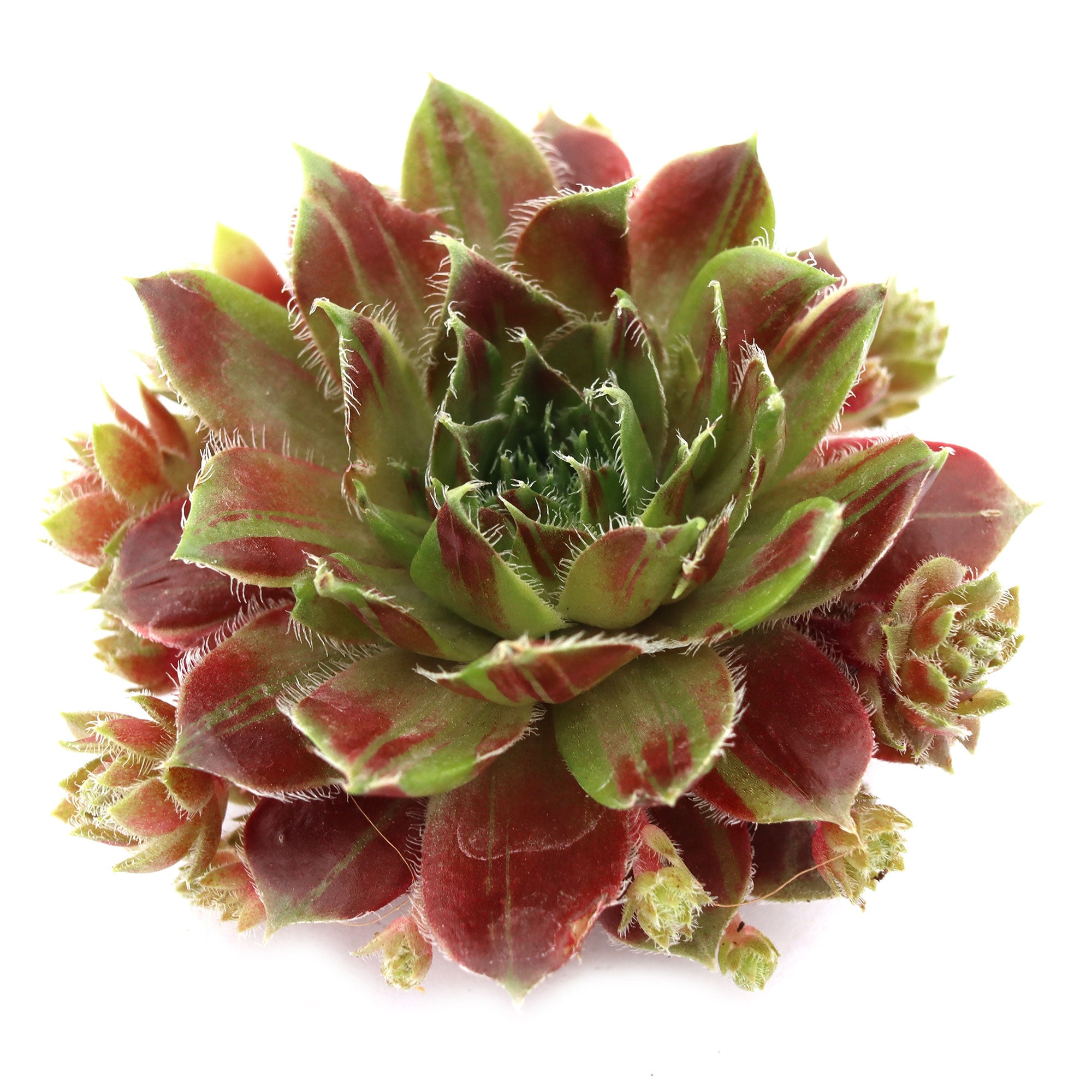 lion succulent Sempervivum 'Red Lion Variegated'