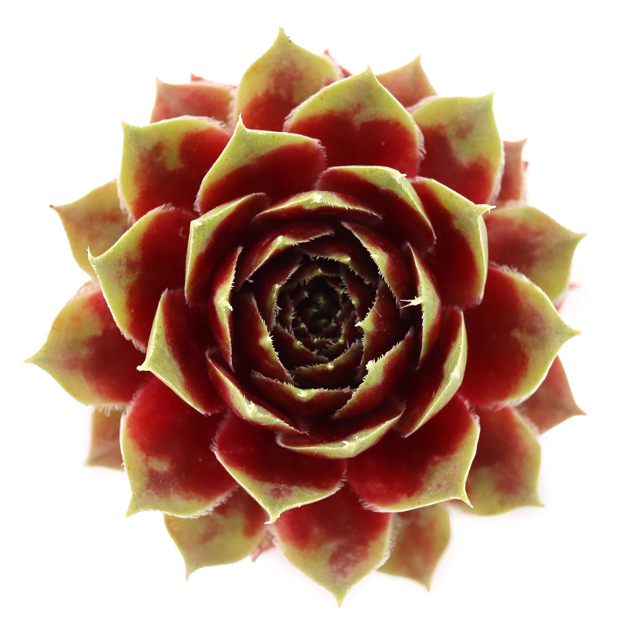 red lion succulent Sempervivum 'Red Lion'