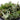 Great Indoor Succulents 25-Pack - 25 Varieties - 2" Pots