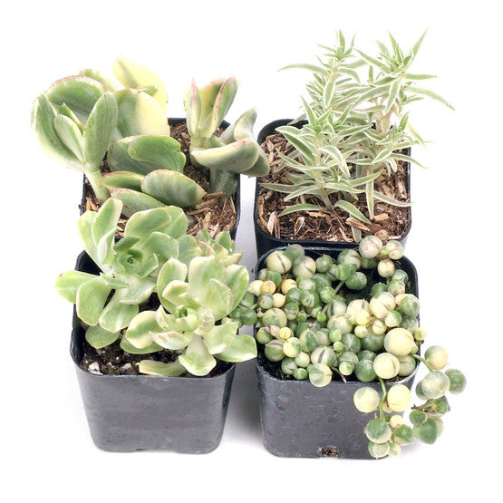 'Top-Shelf Succulents' 4-Pack - 2" Pots w/ ID