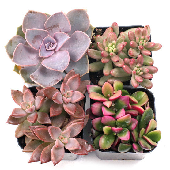 'Poppin' Pink' 4-Pack - 2" Pots w/ ID