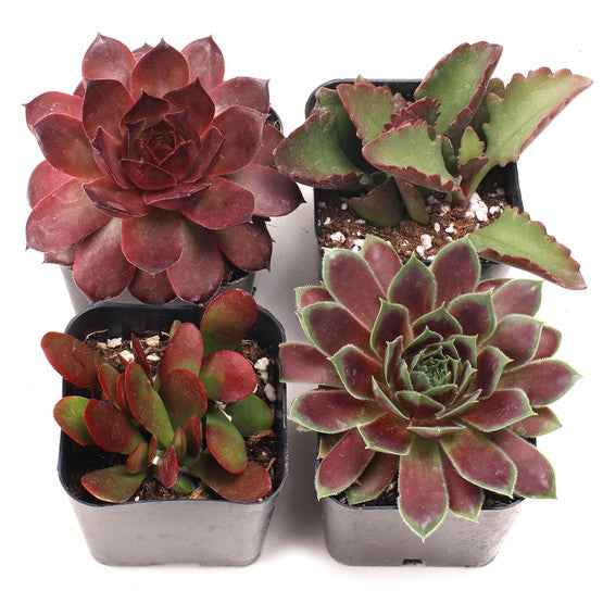 'Red' 4-Pack - 2" Pots w/ ID